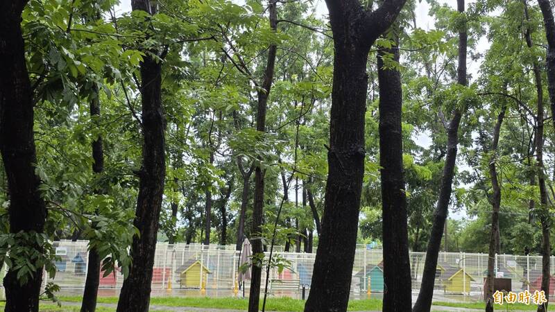 台南遊蕩犬逾萬隻 議員憂餵食失控