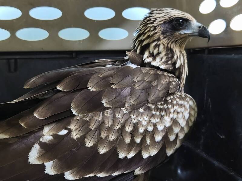別餵野生動物!黑鳶藍K4飛入新店工地吃便當廚餘 拆食繭驚見橡皮筋