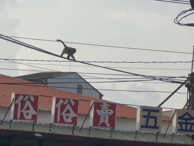 屏東高樹市區驚見野猴 電線上演特技秀