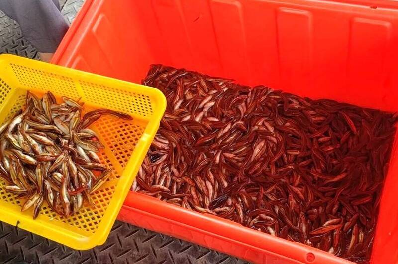 狂翻24倍!日月潭惡霸魚虎球電破2萬尾 「大爆發」原因曝