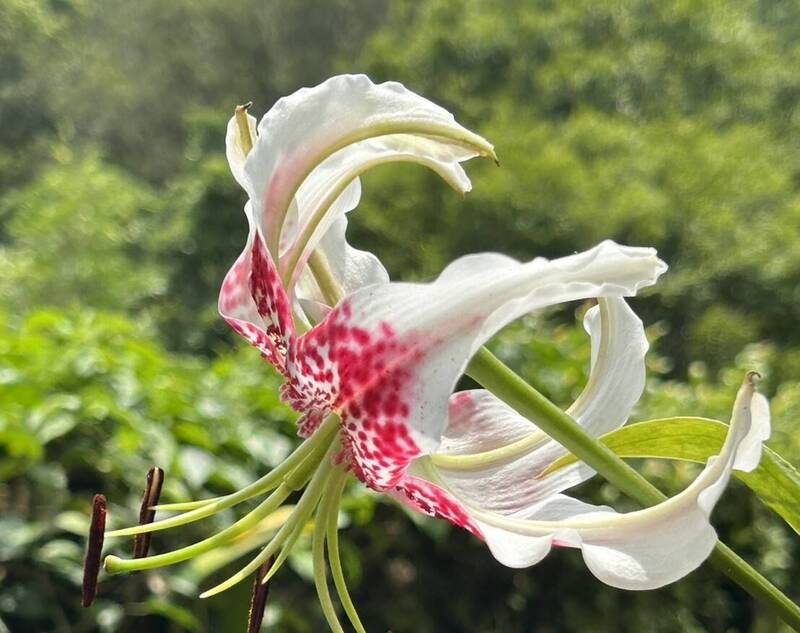 新北平溪艷紅鹿子百合綻放 花展明起登場