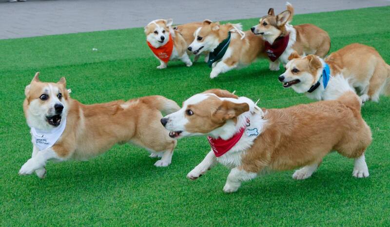 共有來自9個國家、150隻柯基犬參賽，場面逗趣熱鬧。（法新社）
