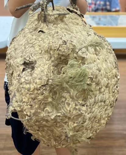 虎頭蜂狂螫釀2死1傷! 死者傷口集中頭部 專家:直接影響神經系統