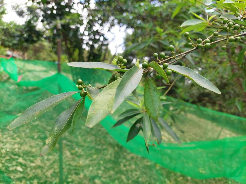 花蓮農改場突破馬告繁殖瓶頸 助攻原民部落經濟