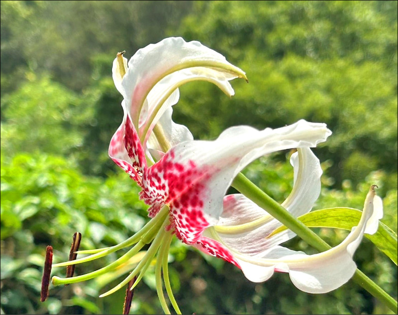 平溪艷紅鹿子百合綻放 花展至9/6