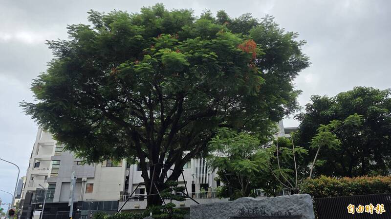 百萬保護老樹引熱議 台南社區綠化成焦點