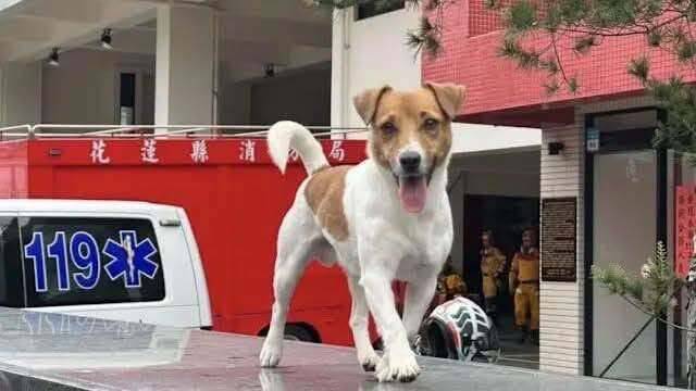 0403花蓮地震搜救犬傳遭虐死 議員胡仁順籲司法調查真相