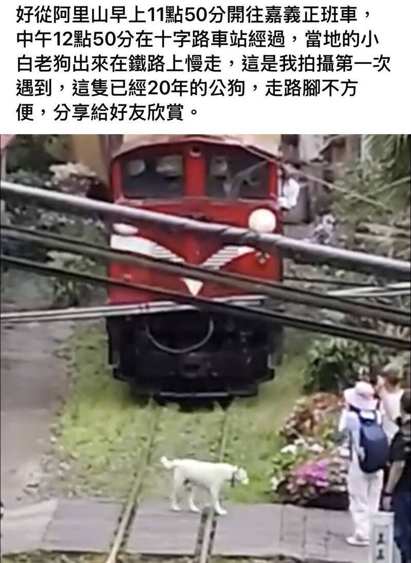 老狗誤闖鐵軌散步！ 阿里山林鐵減速耐心慢行