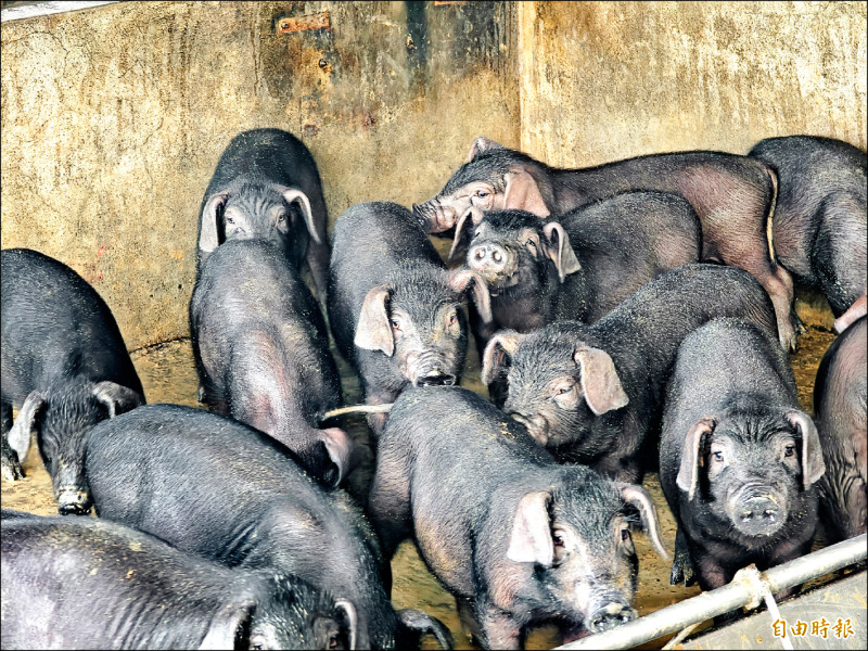 屏東養黑豬 籌設循環原料飼料廠