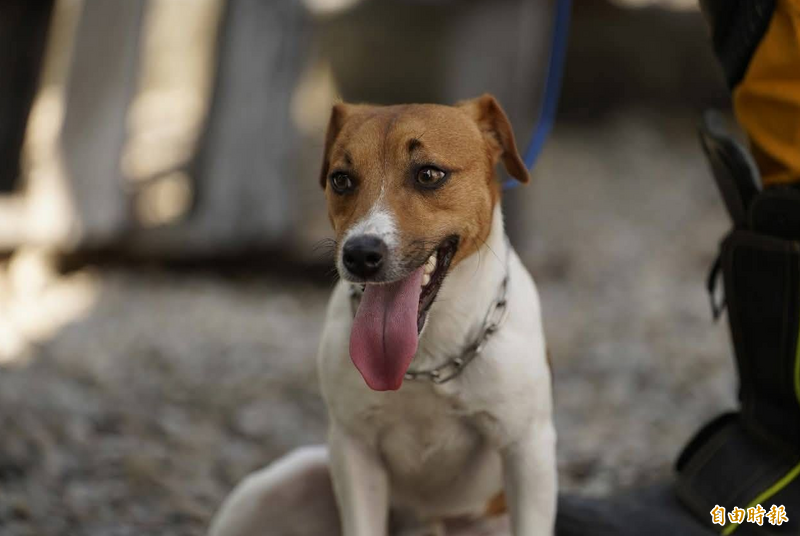 花蓮搜救犬Wilson驚傳遭虐死 被點名收治的動物醫院發聲了