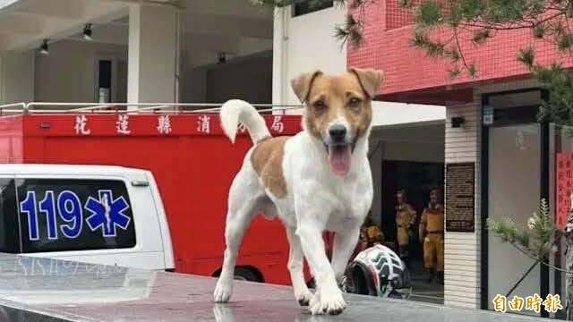 搜救犬Wilson疑被虐死!李正皓痛批「花蓮是化外之地沒有法律」