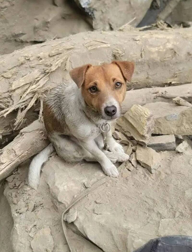 搜救犬Wilson傳遭虐死!黃瓊慧跨縣市陳情 花蓮議長張峻出手要求消防局專案報告