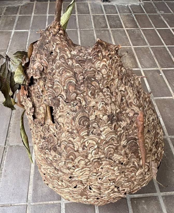 瑪家鄉又傳超巨大虎頭蜂窩 學者曝坊間盛傳劇毒「土蜂」