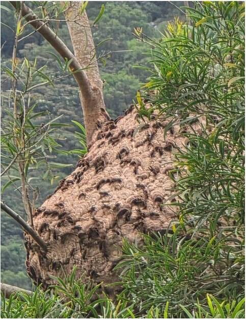 屏東山區再傳虎頭蜂窩6倍排球大 窩外黑紋就是黑腹虎頭蜂