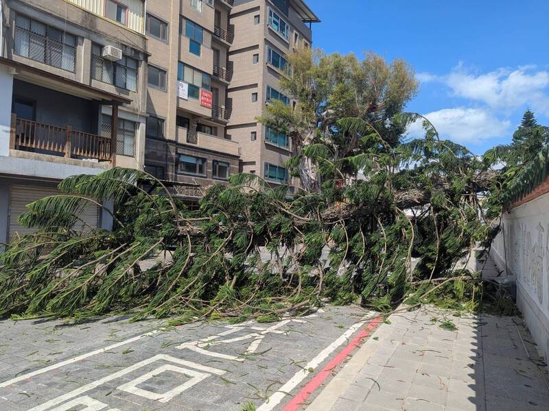 金門中正國小南洋杉突倒塌出牆 幸無人車遭擊中