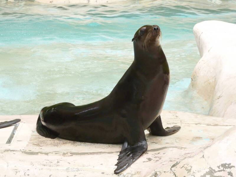 日本高知動物園海獅離奇溺斃 應是中暑昏迷所致