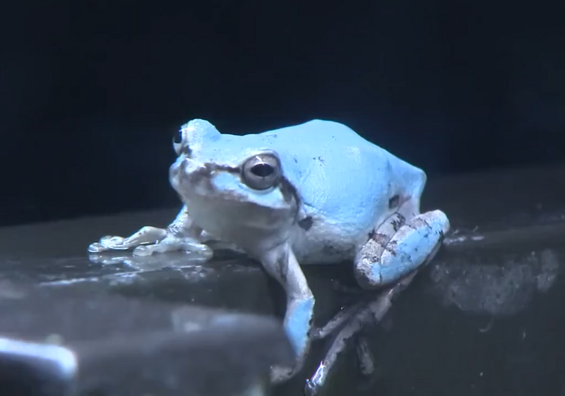 10萬分之1的奇蹟! 日本水族館展示超夢幻「水藍色青蛙」