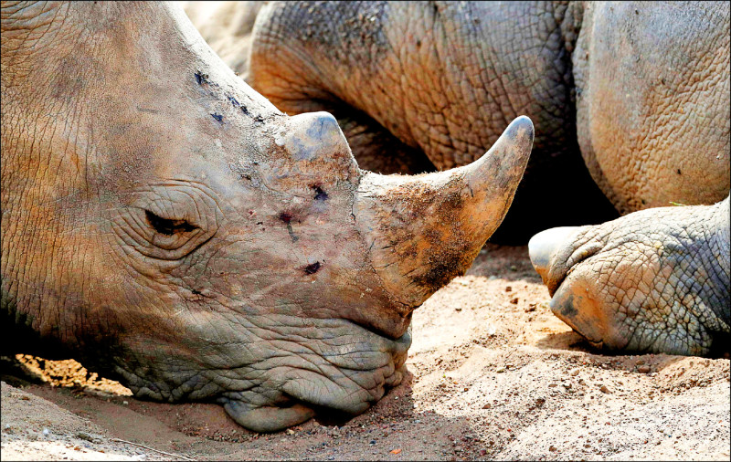 中英對照讀新聞》South Africa loses bid against legal rhino horn exports南非政府敗訴 犀牛角合法出口或將放行