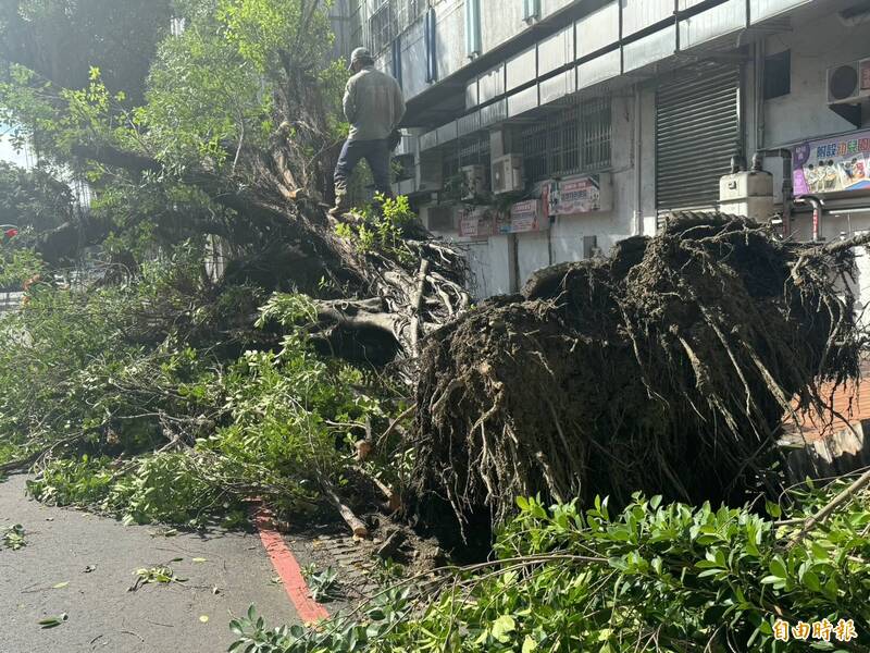 台中巨樹轟然倒塌 砸中2巡邏警一度受困清除畫面曝