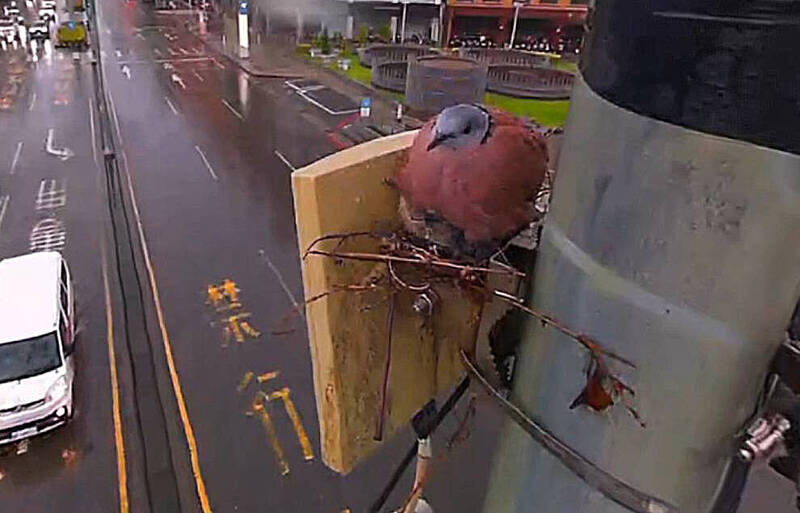 高雄路口監視器「生態直播」紅鳩寶寶誕生鳥爸護身擋雨
