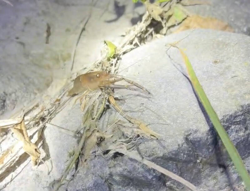 超可愛!過山蝦連夜搬家 枯水期「夜行軍」山間到處爬