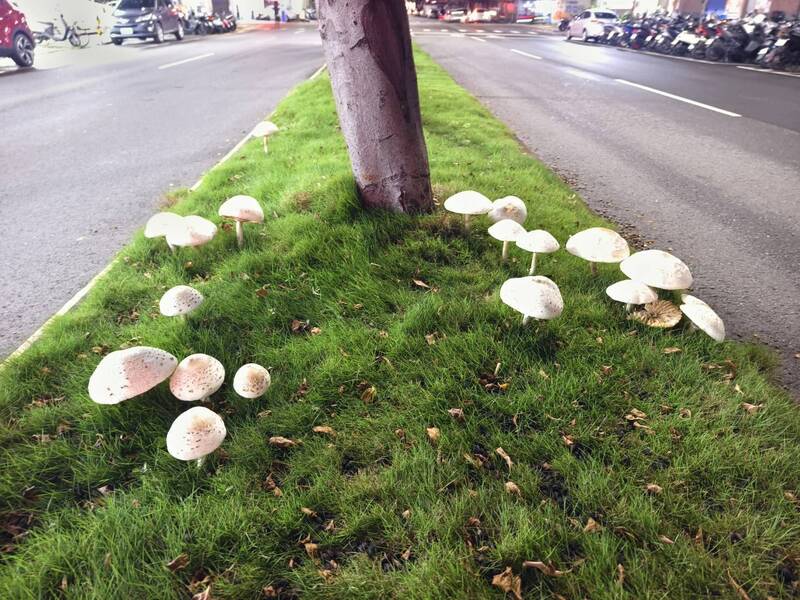 小心「毒菇狀元」!鳳山大雨後成童話世界 可愛綠褶菇誤食會中毒