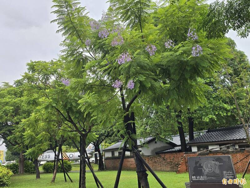 等了7年再迎種樹人？ 水交社藍花楹8月驚喜盛開