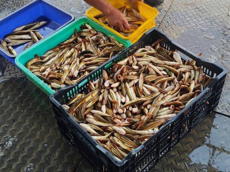 已超30倍!日月潭「惡霸」魚虎球電逾2.5萬尾 防治斷炊恐留破口