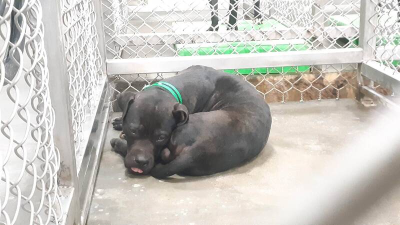 惡房客養比特犬拆屋還留滿屋糞尿 台東地院判賠逾17萬元