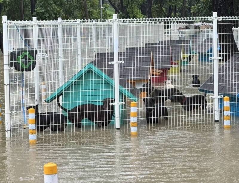 台南仁德暴雨毛孩也成受災戶 動保處搶救110隻暫置遊蕩犬