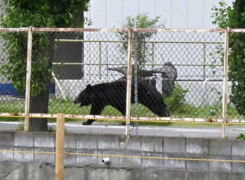 小心!日本青森縣驚傳外國旅客被熊咬傷 緊急空運送醫