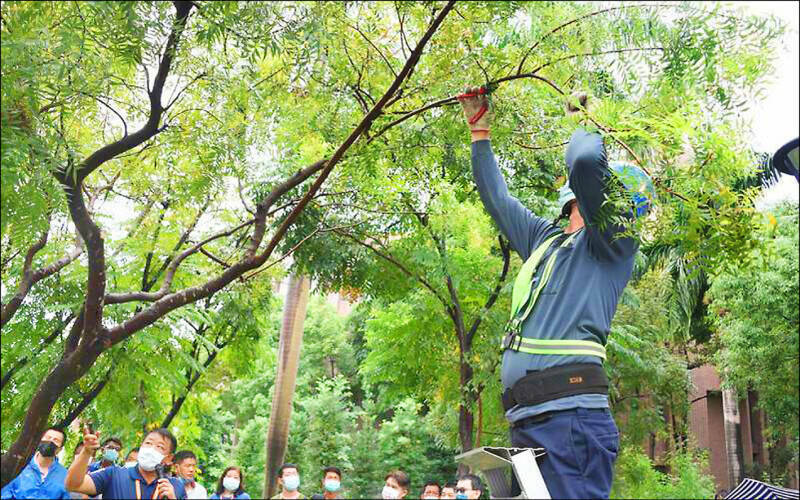 確保路樹健康!中高級樹保人員培訓認證明起開放報名