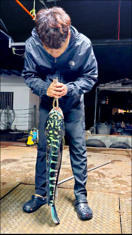 日月潭魚虎繁殖季 成魚精明難捕捉