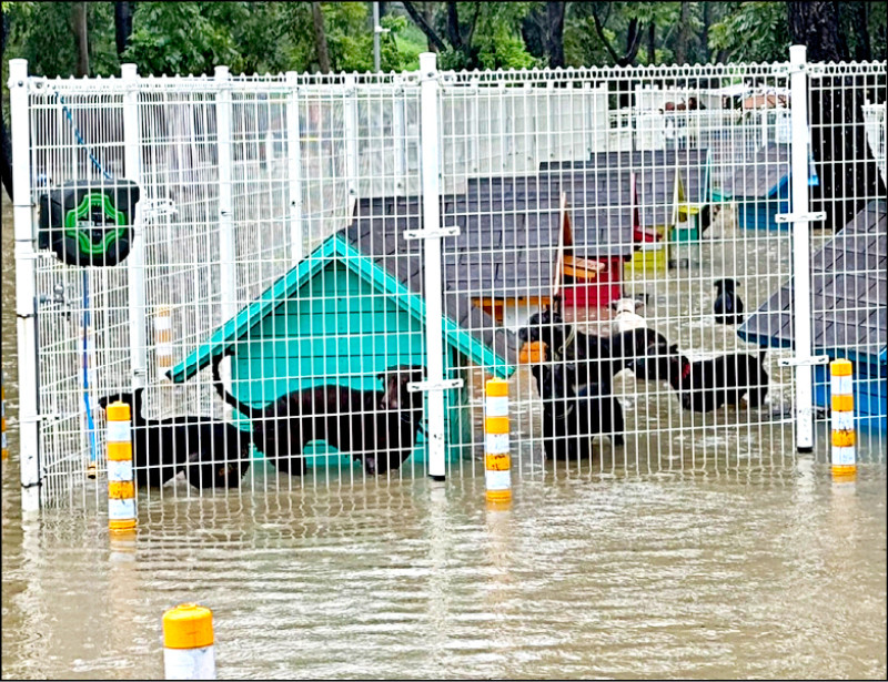 3小時降雨132毫米 永康嚴重淹水
