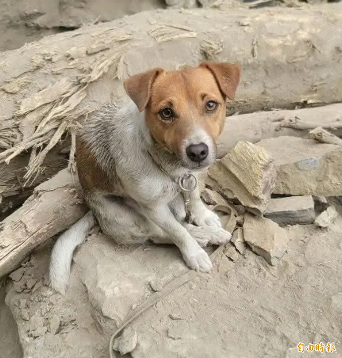 Wilson死亡當天駐地只有領犬員1人? 消防員發文揭花消局謊言