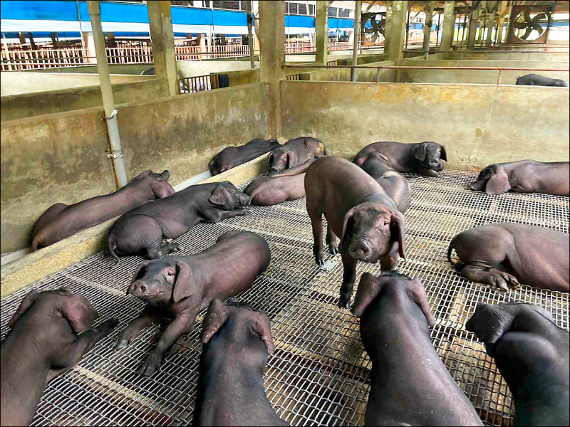 廚餘禁令明年上路 桃園試辦黑豬餵飼豆渣