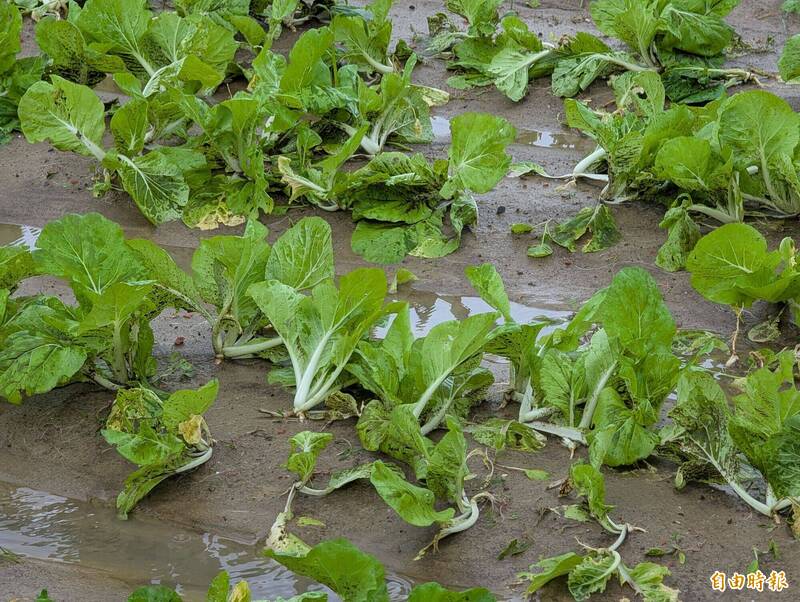 超大豪雨蔬菜泡水!高市爭取全品項救助 備60噸高麗菜供釋出穩菜價