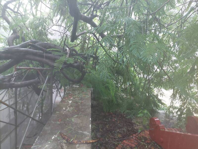 豪雨衝擊古蹟!台南東門城崩塌 大南門樹木傾倒、桂子山泥土沖刷