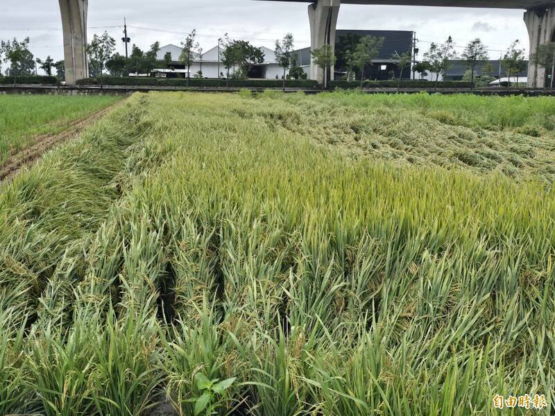 台灣南部接連豪雨 農損破600萬元