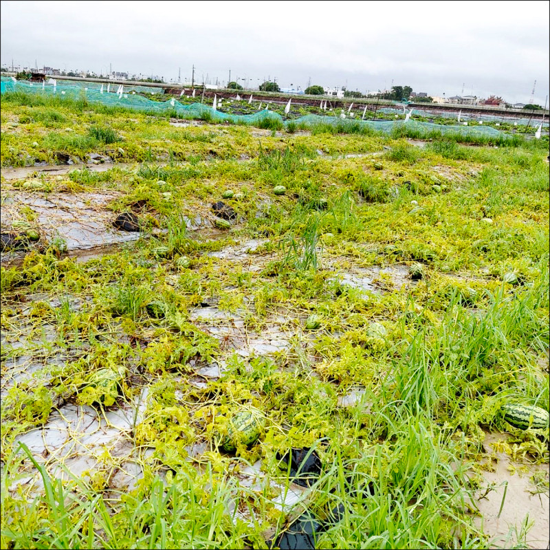 全台雨災農損逾千萬元 台南西瓜受損369萬最高