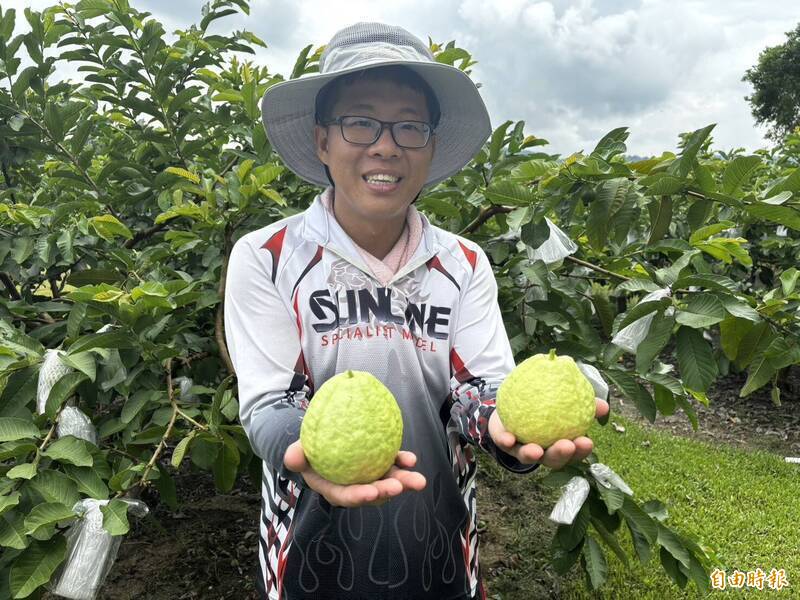 豪雨一直下 芭樂迎來歷年最好中元節行情!