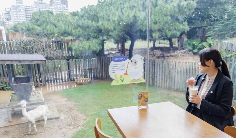 新竹市立動物園親子餐廳嶄新亮相 高虹安與羊駝共進午餐