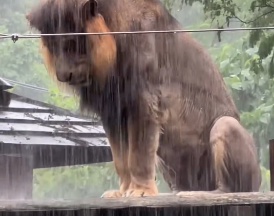 壽山動物園「獅魂落魄」淋雨變濕獅 小編澄清:沒有吃斯斯啦......
