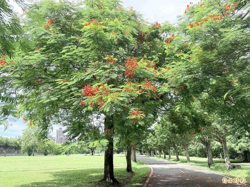 鳳凰木火紅盛放 新北大漢溪右岸河濱迎最美花季