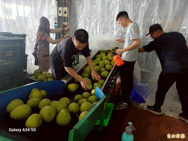 中秋統戰大禮包!中國新增79家文旦進口集中瑞穗 由傅崐萁提出申請