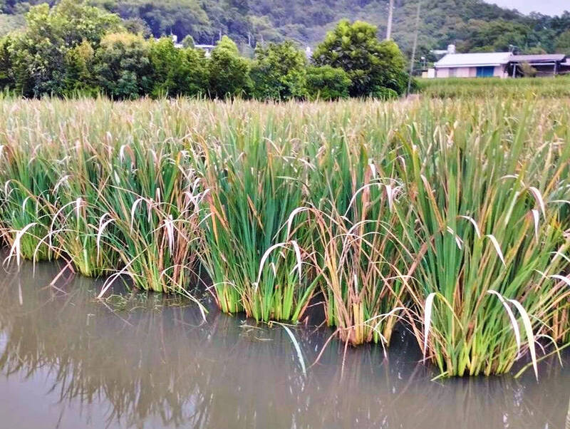 熱到長不出筍？ 埔里茭白筍田驚傳葉枯黃 農糧署：有染病病徵、再確認
