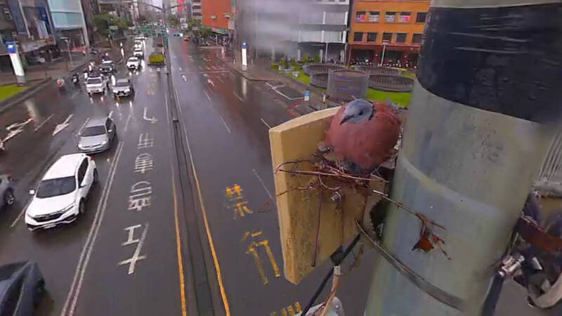 高雄紅鳩爸肉身擋暴雨護寶寶 結局卻是不幸悲劇……