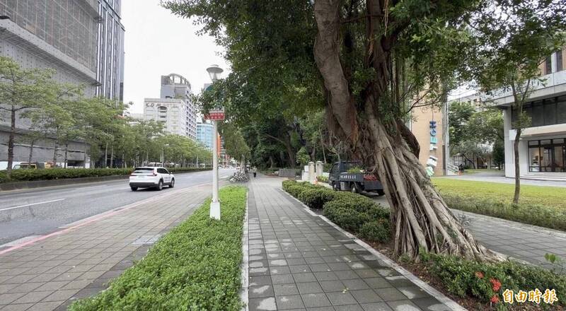 北市行道樹路燈資訊網功能擴充優化 移除、修剪等流程年底電子化