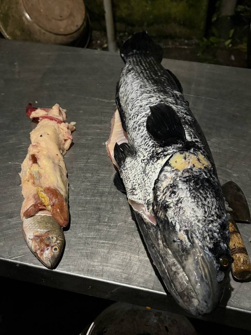 活魚生吞!日月潭惡霸魚虎開殺戒 剖肚赫見「魚中魚」