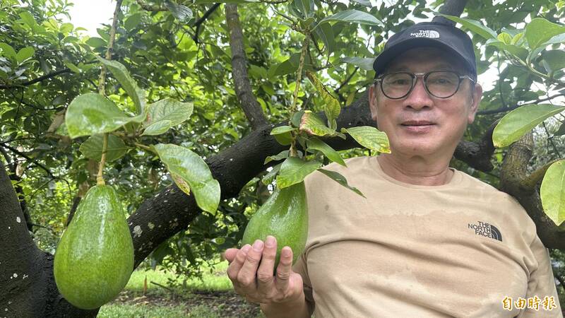 從冷氣房到大太陽下務農 「山上農匠」傅鏡州種出冠軍酪梨